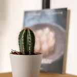 Lägenhet La Melaleuca